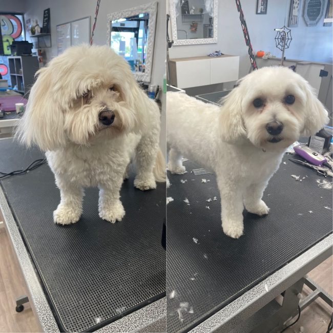 Before & After Pet Grooming in Scottsdale