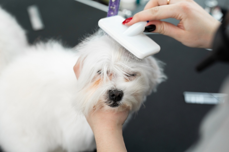 Premium Pet Grooming Services in Scottsdale, AZ